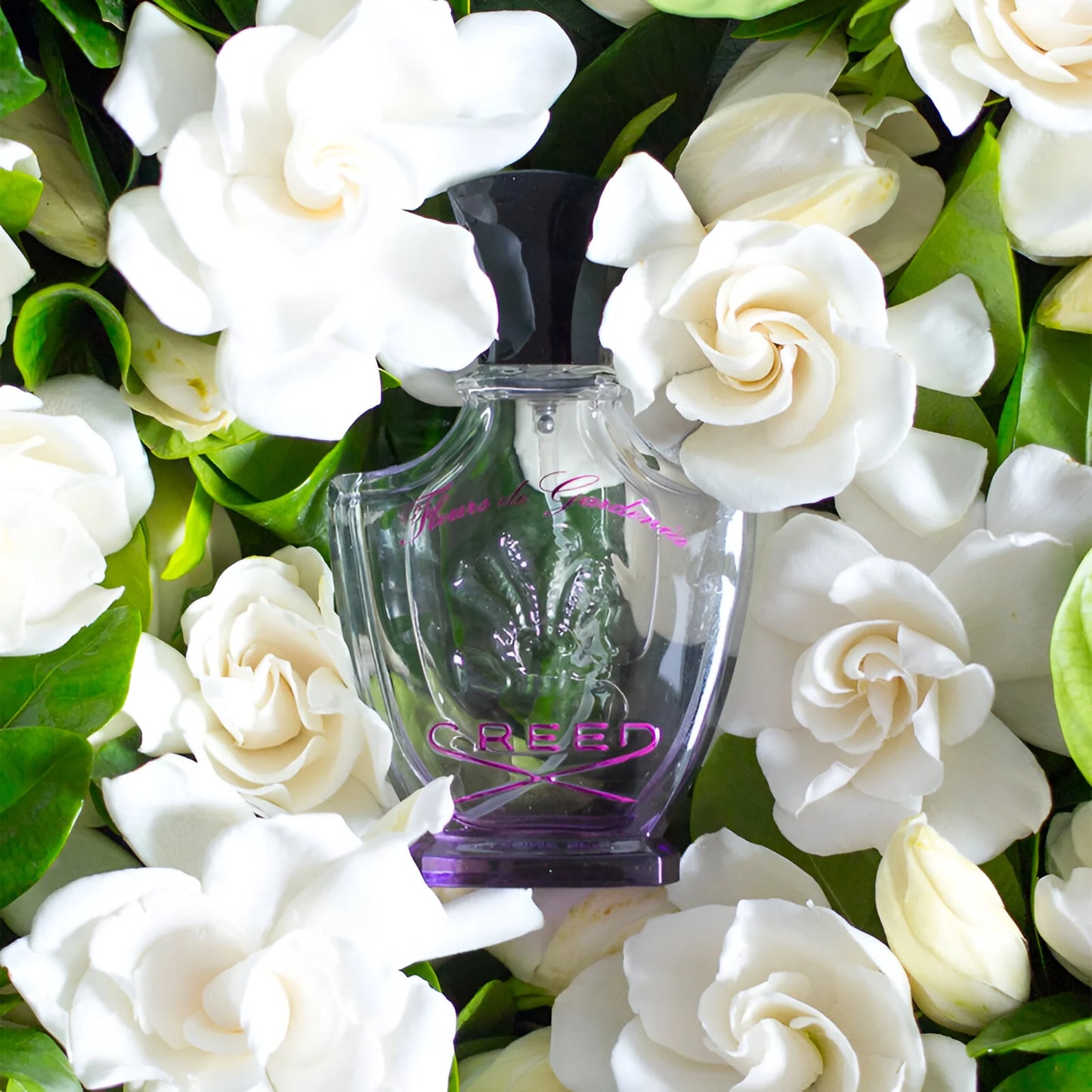 Fleurs de Gardenia Creed